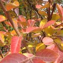 Lagerstroemia indica feuille automne P10
